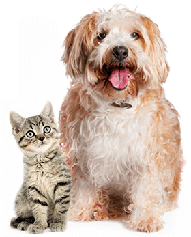 dog-and-cat-sitting Dog and cat sitting together