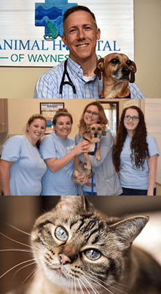 collage-of-waynesboro-staff Veterinarians in Waynesboro, VA